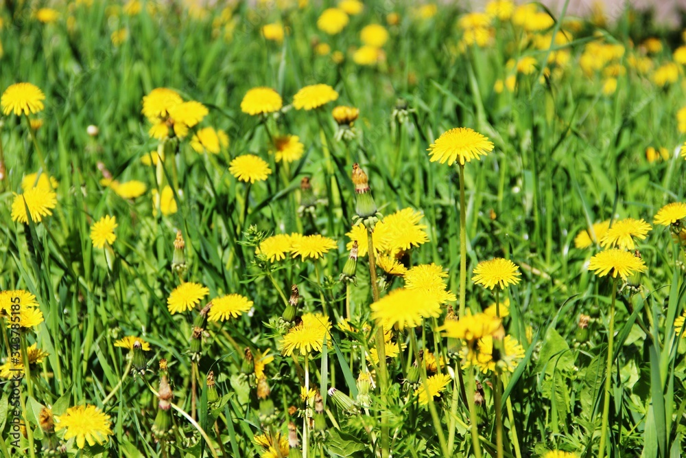 floral background of yellow dandelions. bright yellow dandelions on the green lawn.