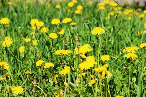 floral background of yellow dandelions. bright yellow dandelions on the green lawn.