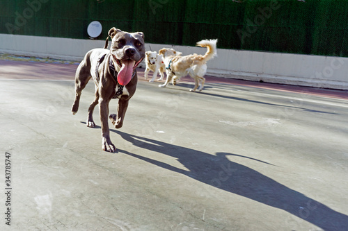 Dogs playing in the park