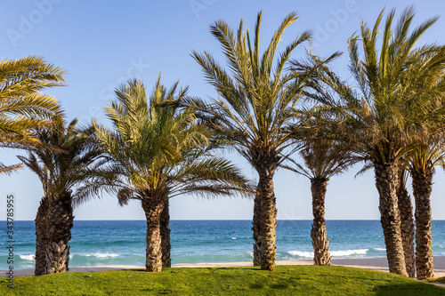 Nice palm trees on the beach in village Sant Antoni de Calonge, Costa Brava, Catalonia of Spain