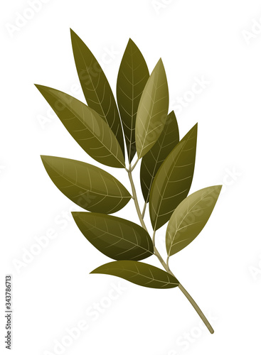 Bay leaf branch. Vector illustration.