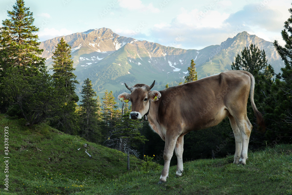 Young cow in front of mountains
