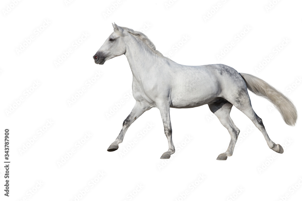 White Horse run gallop isolated on white backround