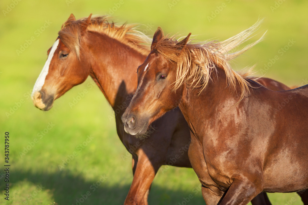 Two Red horse portrait on green background Two Red horse portrait on green background