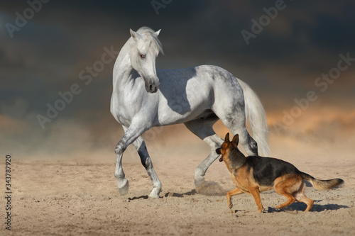 Beautiful white horse with long mane run and play with dog in desert dust photo