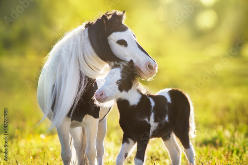 Beautiful piebald pony foal with mareoin green pasture photo