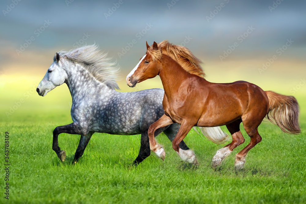 Grey and red horse run gallop on spring green meadow Grey and red horse run gallop on spring green meadow