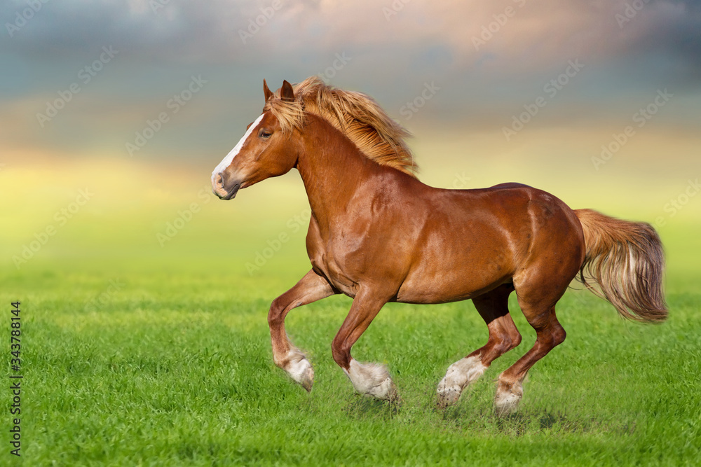Red horse run gallop on spring green meadow Red horse run gallop on spring green meadow