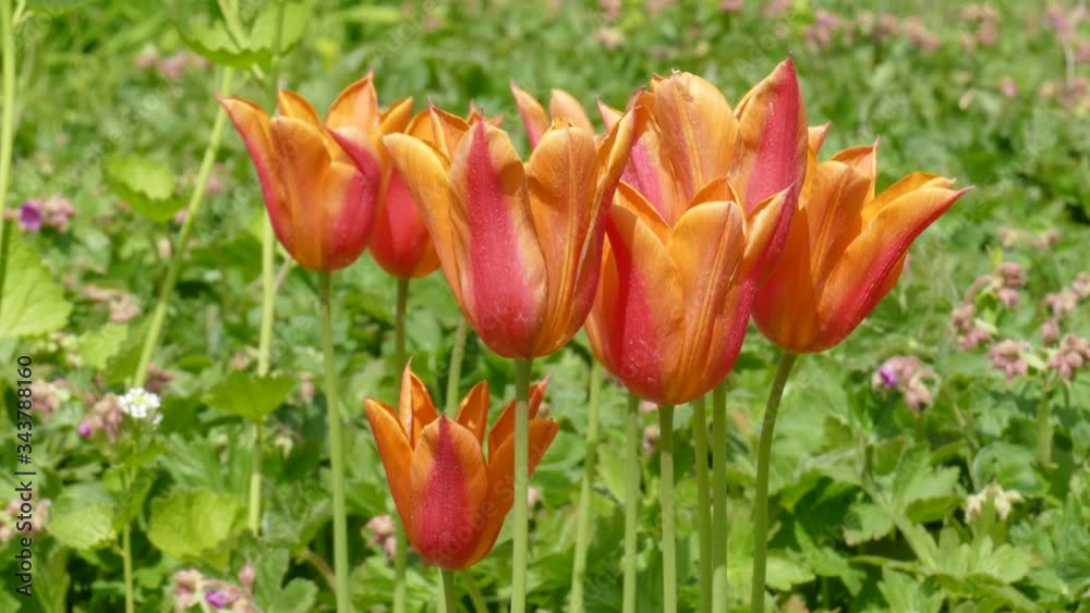 Orange flowering tulips (Tulipa), Germany Orange flowering tulips (Tulipa), Germany