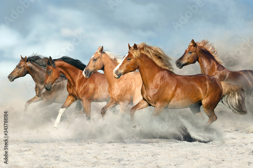 Fototapeta Naklejka Na Ścianę i Meble -  Horse herd  galloping on sandy dust against sky