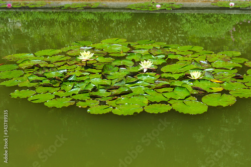 pond summer scenery with beautiful water lilies