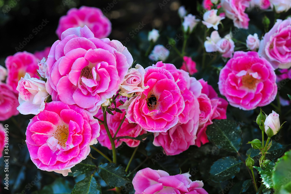 Dark pink roses bloom in a botanical garden