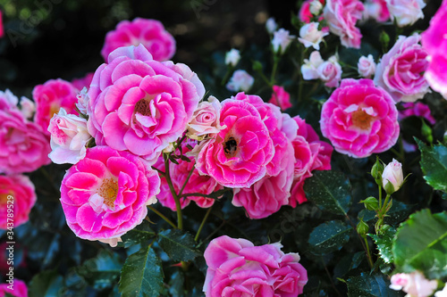 Dark pink roses bloom in a botanical garden