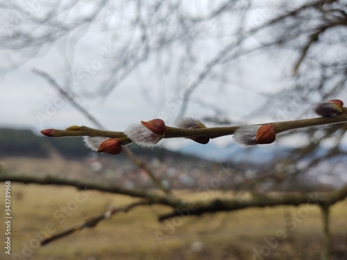 Spring tree flowering. Branch of willow wkith catkins - lamb's-tails. Slovakia	 photo