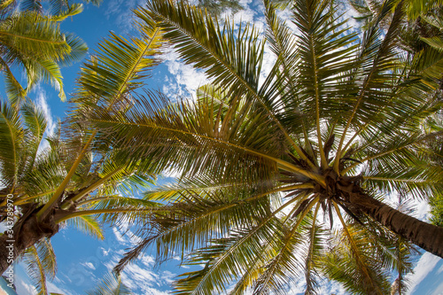View of palm tree and sky on Thailand beach