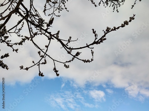 Spring tree flowering. Branch of willow wkith catkins - lamb s-tails. Slovakia 