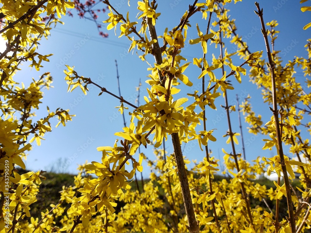 Spring tree flowering - Forsythia flower. Slovakia
Spring tree flowering - Forsythia flower. Slovakia
