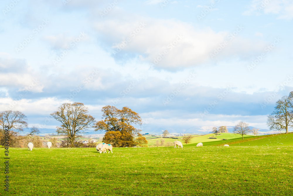 a big open bit of grassy countryside landscape with trees in the distance a big open bit of grassy countryside landscape with trees in the distance