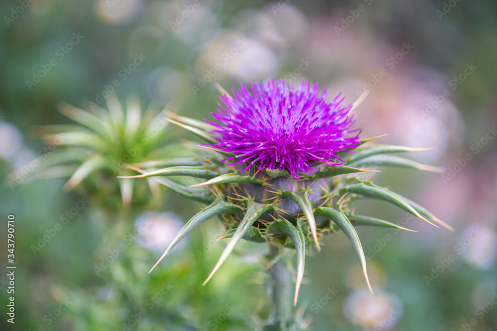 Flower photo Spring in garden in sunny colorful day Flower photo Spring in garden in sunny colorful day