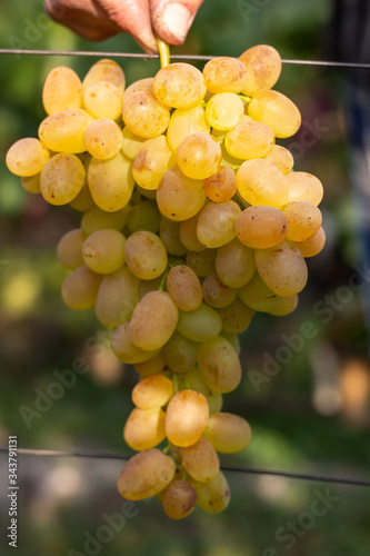 vineyard and grapes