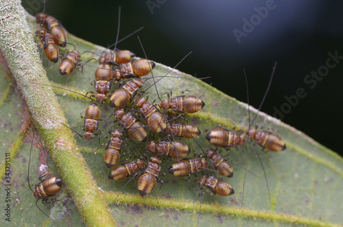 macro image of a group of barklice nymphs photo