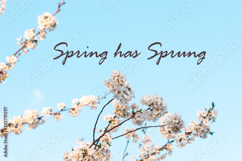Spring has sprung text sign, trendy stylish greeting card with cherry blossom. Horizontal banner with sakura flowers of white color on blurred sunny backdrop with bokeh lights.Branch of blooming tree.