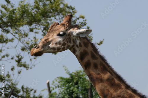 portrait of a giraffe