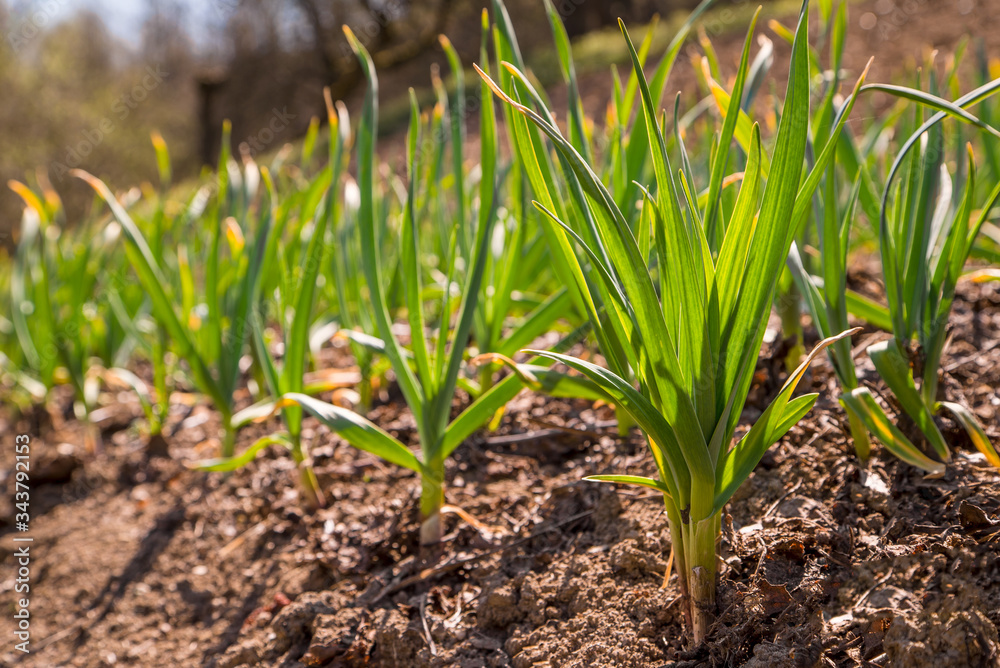 young garlic grows in the garden. Green sprouts of young garlic sprout. garlic plantation is organically grown. young garlic grows in the garden. Green sprouts of young garlic sprout. garlic plantation is organically grown.