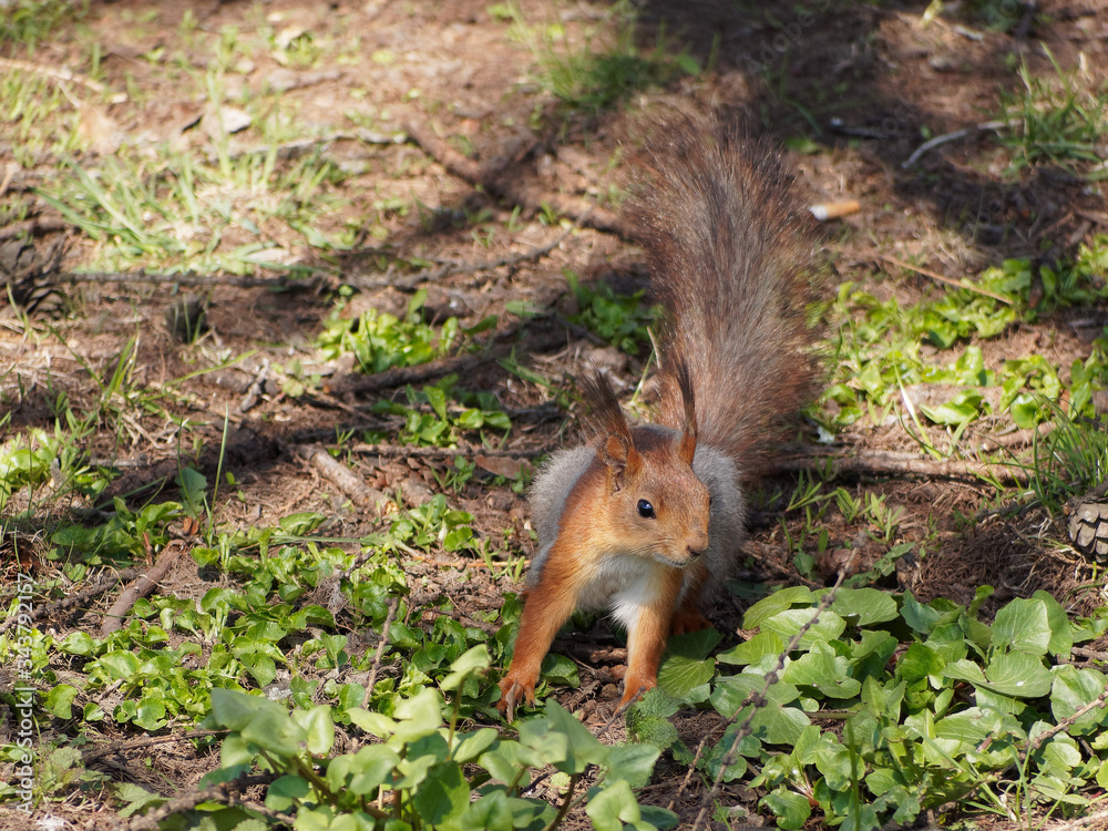 Fototapeta premium The squirrel is preparing for the jump. Squirrel on the green grass.