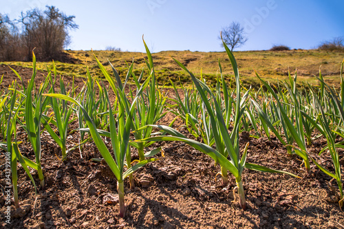 young garlic grows in the garden. Green sprouts of young garlic sprout. garlic plantation is organically grown.