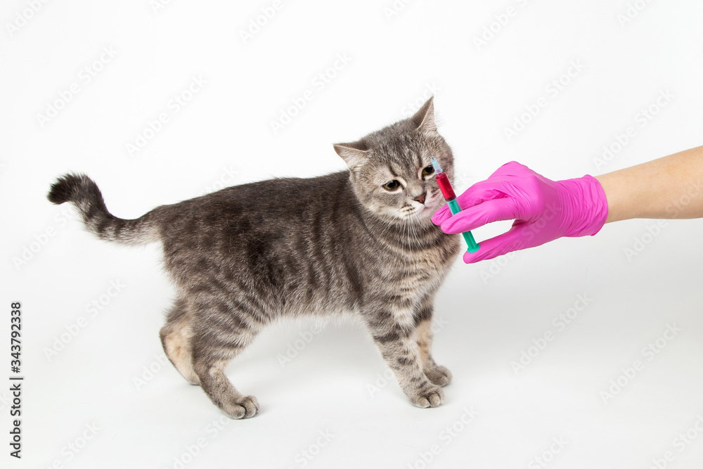 Cat at the reception of the vetinar, vaccinate, hands in medical gloves hold syringe with medication. The concept of pet treatment, vaccination.