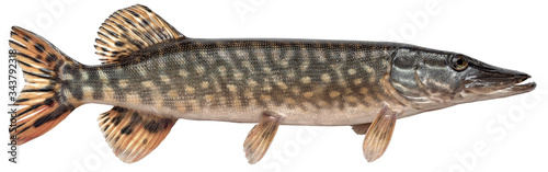 Freshwater fish isolated on white background closeup. The northern pike, also known as simply pike or  luce, or jackfish  is a  fish in the family Esocidae, type species: Esox lucius
