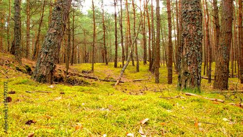 Forest by the sea  Conifers  green moss  small trees  green forest  green bedding 