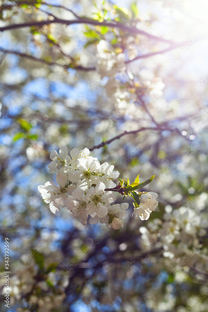 Flowering branches of trees in spring. Background with flowers in backlight and focus on several flowers.