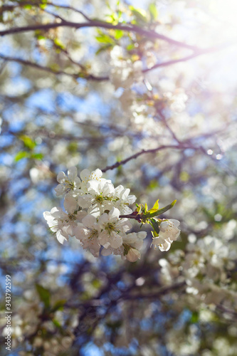 Flowering branches of trees in spring. Background with flowers in backlight and focus on several flowers.