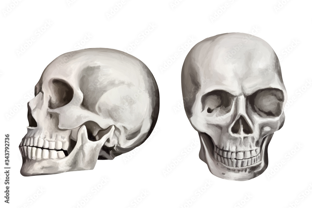 Human skull. Clip art set on white background