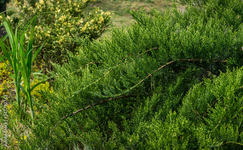 Cossack juniper Juniperus sabina Tamariscifolia grows on pond shore.  Green leaves of Juniper fits perfectly into design of garden.  Soft selective focus.  Place for your text.