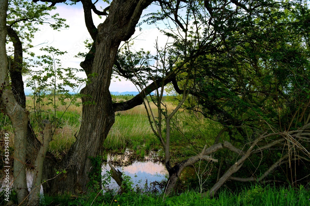 Obraz premium 春 渡良瀬 河川敷 川 風景 杤木