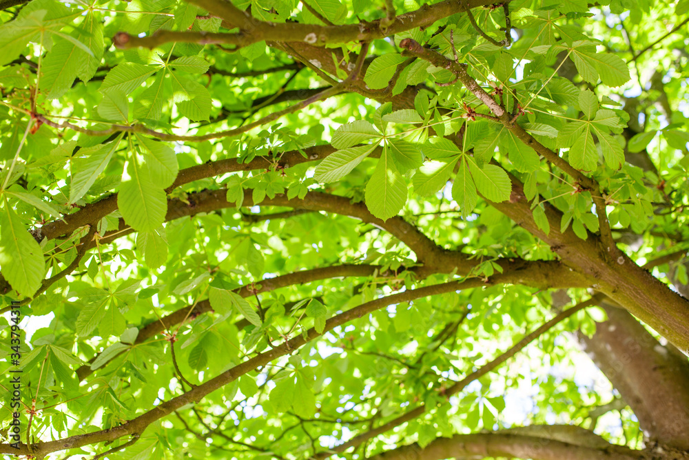 Fototapeta premium springtime