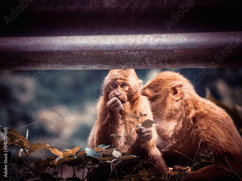 Two indian monkeys sitting in the open and eating