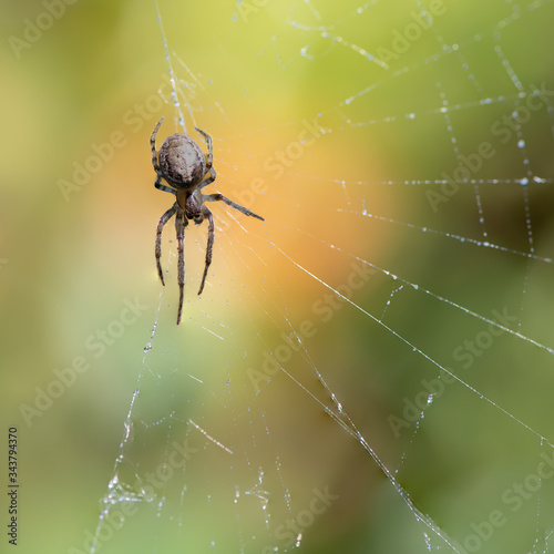 Closeup of a spider