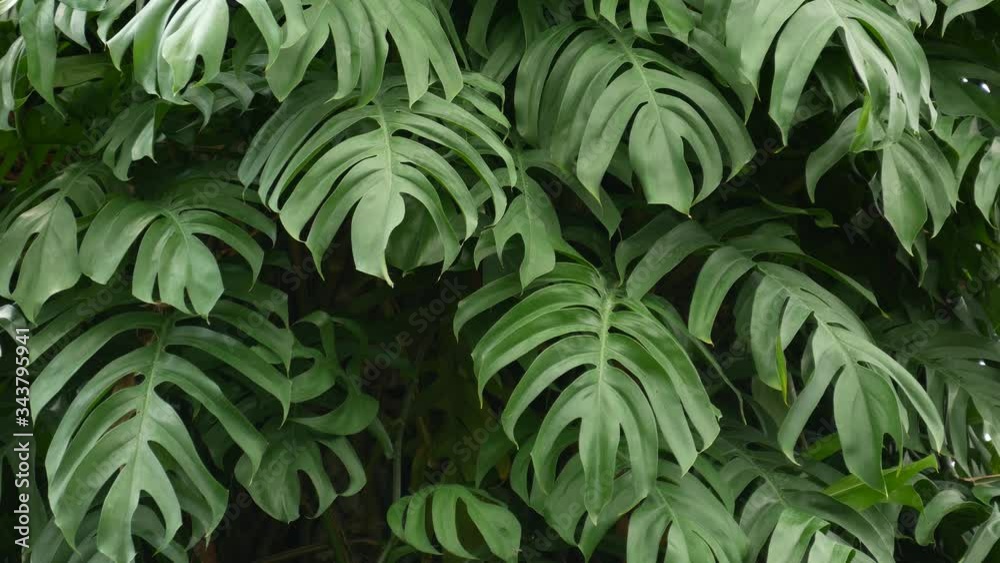 Juicy exotic tropical monstera leaves texture backdrop, copyspace. Lush foliage, greenery in paradise garden. Abstract natural dark green jungle vegetation background pattern, wild summer rain forest
