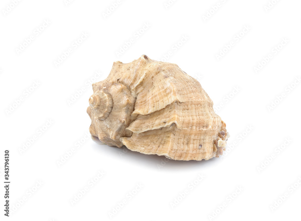 Seashell isolated on white background Seashell isolated on white background
