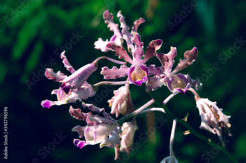 Beautiful flowers of Schomburgkia tibicinis orchid in sunlight photo