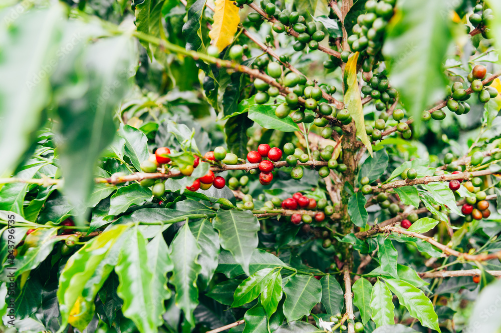 red berries on a bush