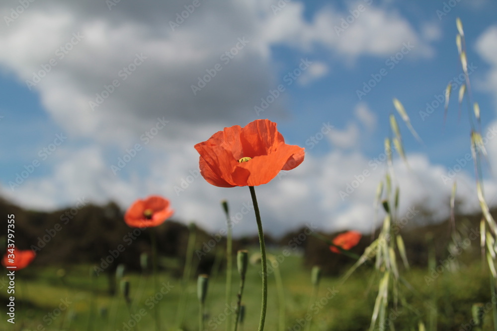 Naklejka premium Papaveri 
