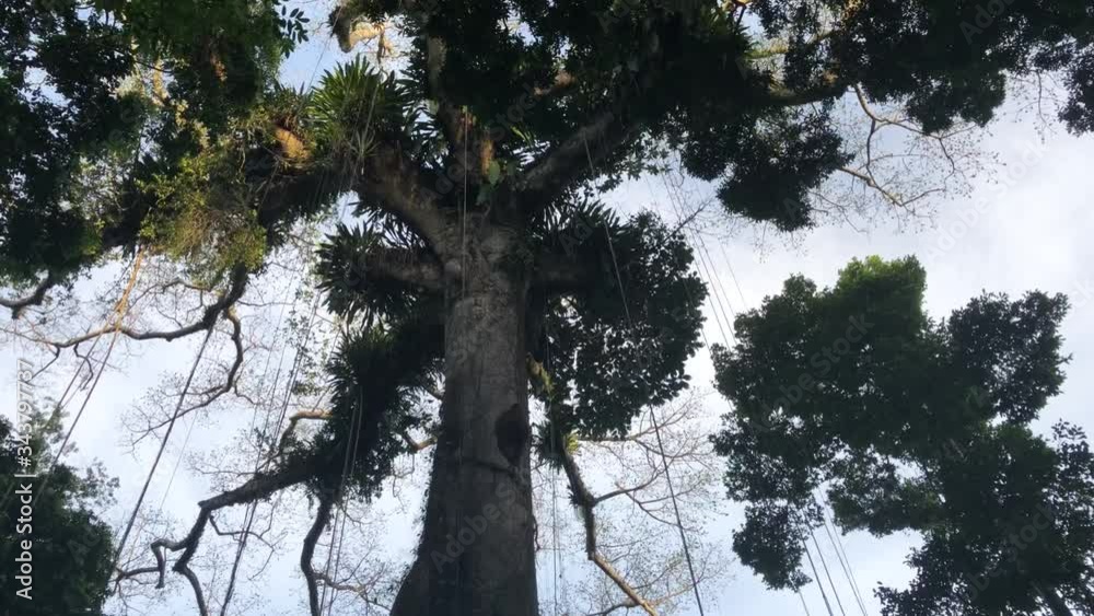 View of a huge tree in the middle of the peruvian jungle. Low angle ...