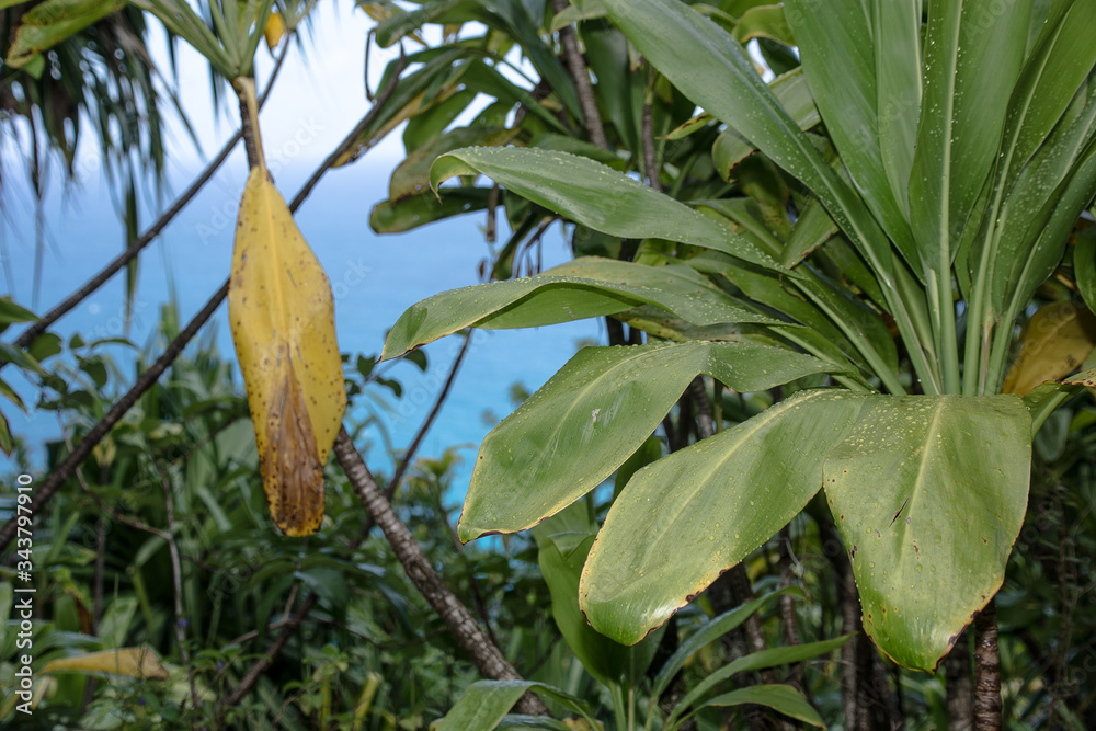 Fotografie Na Pali Küste Hawaii