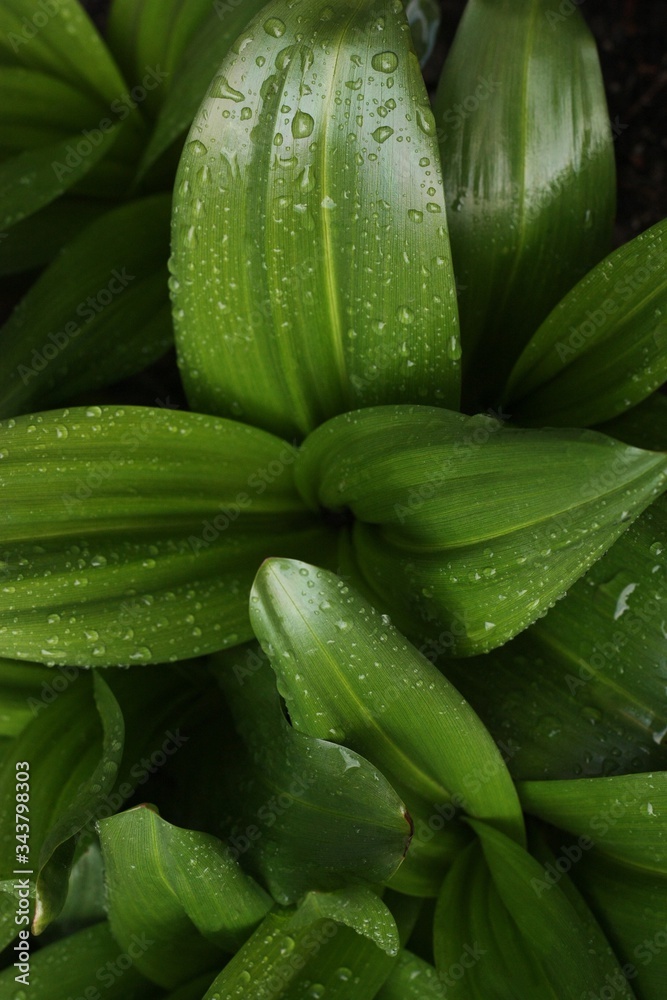 Obraz premium Beautiful green plant with dew in the garden