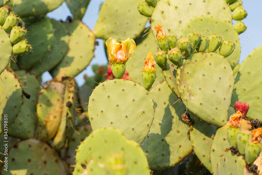 A big prickly pear Opuntia Stricta Cactus with blooming flowers in the summer sun in the Provence, France. Mediterranean plant, growing in a sunny environment. A big prickly pear Opuntia Stricta Cactus with blooming flowers in the summer sun in the Provence, France. Mediterranean plant, growing in a sunny environment.